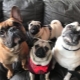 Pug and French Bulldog: who to choose?