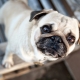 Pugs: description, character, colors and choice