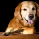 Can dogs be given bread and which one is better to feed?