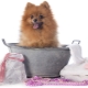 Can I wash my dog ​​with human shampoo?