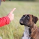 Can a dog be punished and how to do it correctly?