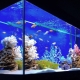 Is it possible to turn off the filter in the aquarium at night and for what reasons?