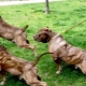 Pumped up dogs: features and an overview of the breeds