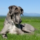 Great Dane: features of the breed and care of dogs