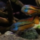 Nicaraguan cichlazomas: description, care, breeding, compatibility