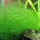Filament in an aquarium: causes of algae and how to fight