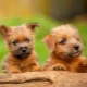 Norfolk Terrier: breed features and care rules