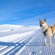 Norwegian Bukhund: characteristics of the breed, rules of care