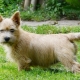 Norwich Terrier: features of the breed and the secrets of its maintenance
