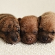 Newborn puppies: developmental features, sex determination and care nuances