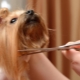 Scissors for grooming dogs: varieties, requirements and tips for choosing