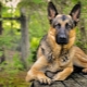 Review of German nicknames for dogs