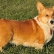 Review of dog breeds without a tail