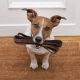An overview of dog breeds you shouldn't walk with