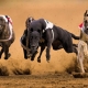 Overview of the world's fastest dogs
