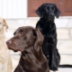 Dog colors: features and types