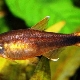 Description of the copper tetra and the rules for its content