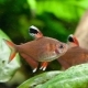 Ornatus: types and content