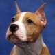 Features of cropping ears in the Staffordshire Terrier