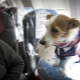 Features of transportation of dogs on the plane