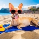 Rest with dogs: accommodation, travel and norms of behavior