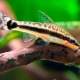 Otocyclus: characteristics, varieties, care and reproduction
