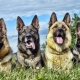 Sheepdogs: types, characteristics, selection and care tips