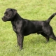 Patterdale Terrier: description of dog breed and maintenance