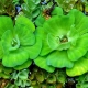 Pistia: types of aquarium plants and content