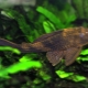 Plekostomus: varieties and rules of maintenance