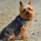 Pros and cons of Yorkshire Terrier breed