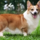 Pros and cons of corgi breed