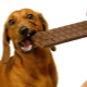 Why shouldn't dogs be given chocolate?