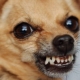 Why do dogs growl and what to do about it?