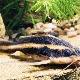 Striped platidoras: characteristics, nuances of care and reproduction
