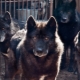 Crossbreeds of a dog and a wolf: features and types