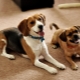The breeds of the most unpretentious dogs and the rules for their selection