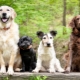 Dog breeds: description and selection