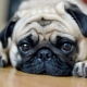 Dog breeds with a flattened muzzle
