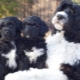 Portuguese Water Dog: breed features and dog care