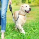 Leashes for dogs: what are there and how to choose?