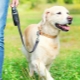 Dog Tape Leash: How to Choose and Use?