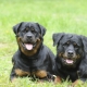 Rottweiler keeping rules