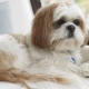 Shih Tzu keeping rules