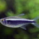 Rules for the care and maintenance of neon fish