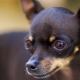 Rules for the care and maintenance of a toy terrier
