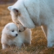 Rules for raising puppies and adult dogs