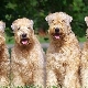 Wheat Terrier: breed description and content