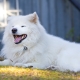 Fluffy dogs: an overview of the breeds