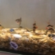 Shells in the aquarium: benefits, harms and recommendations for use